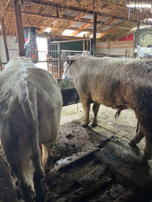 Срочно продаются бычки