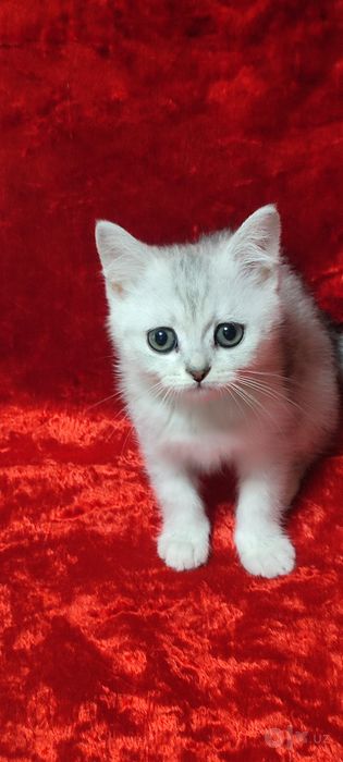 Продается серебристая шиншилла