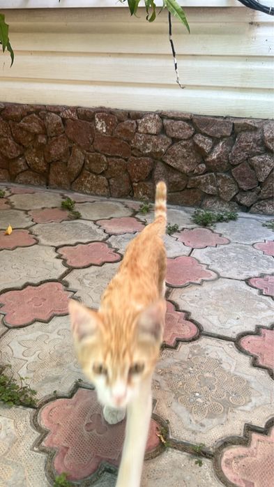 Кот бесплатно…..