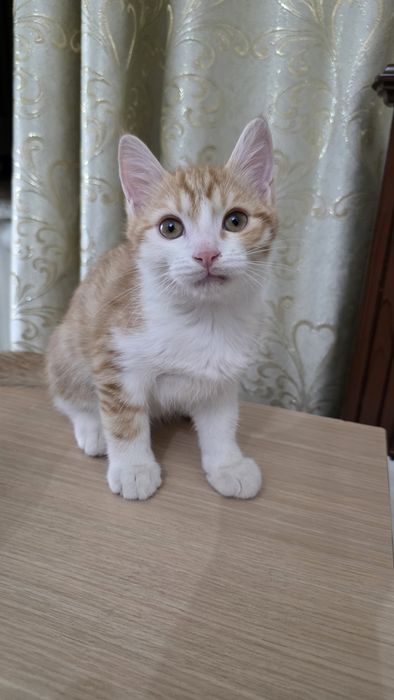 Отдам бесплатно котёнка в добрые руки
