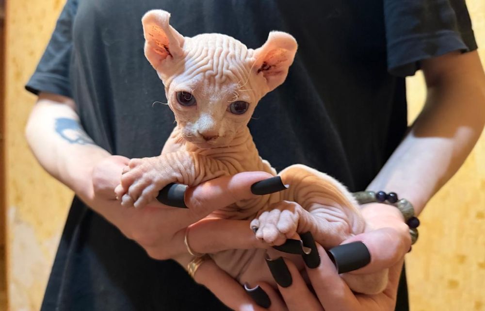 Шикарные сфинксики бамбино и эльф