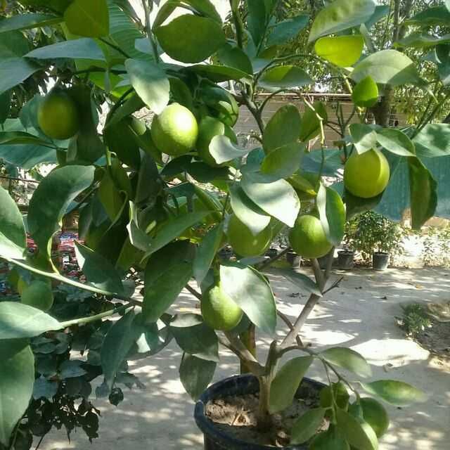 Хосилдорлиги юқори навли лимон. апелсин ва мандарин кўчатларимиз бор .