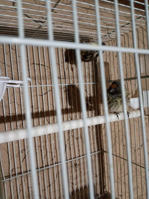 Певчая птицы очен хор