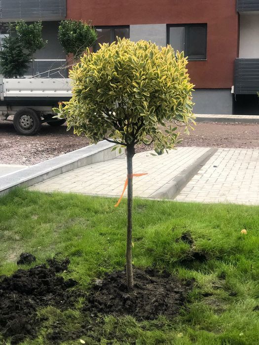 Plante ornamentale, tuia, copaci, brazi, magnolia, tei mesteacan.