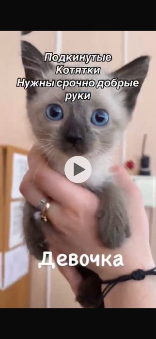 Отдам даром котят