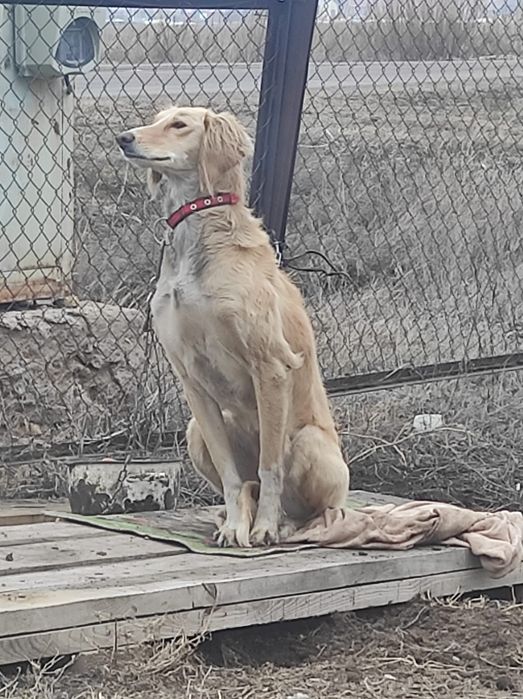 Тазы сатылады ұрғашы