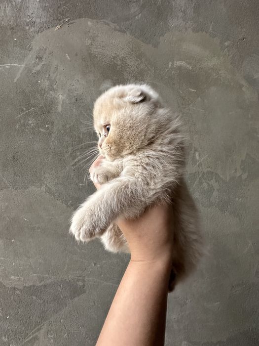 Котенки британские вислоухие