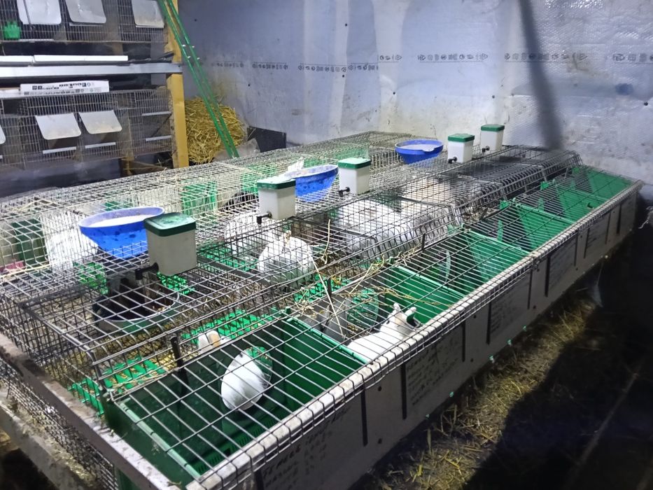 Cuști pentru iepuri talie mijlocie și mică