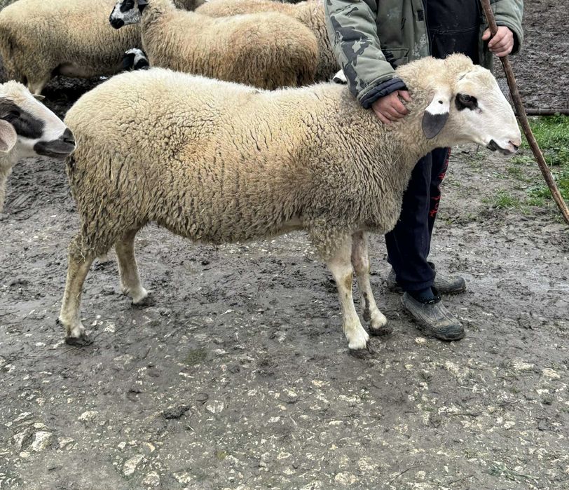 Продавам коч на първо мърливо