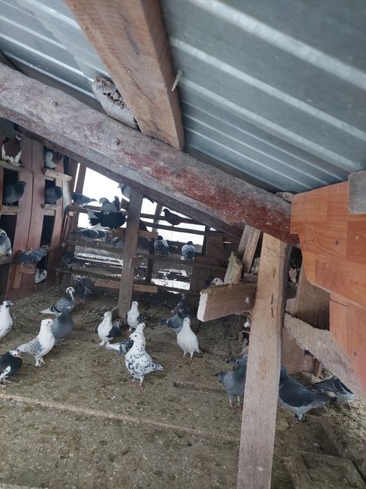 Porumbei foarte frumosi