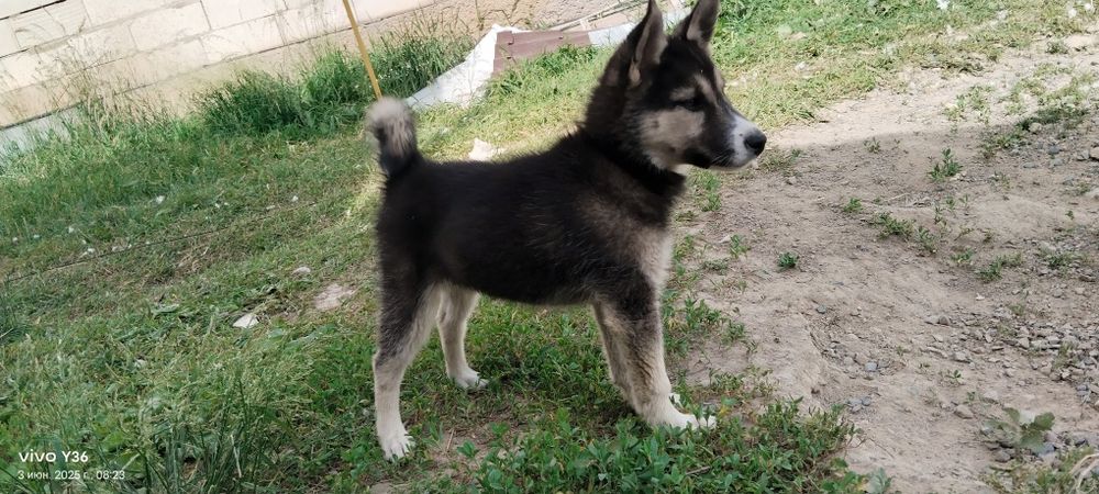 Лайка күшік сатылады