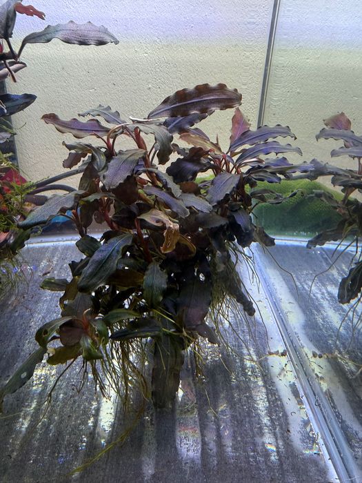 Plante acvariu bucephalandra