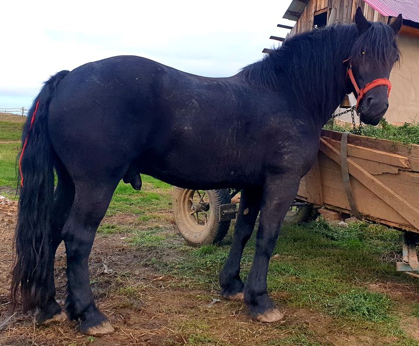 Vând cal frumos și elegant Sau schimb
