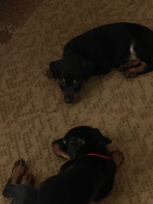 Продаються отличные  щенки Добермана