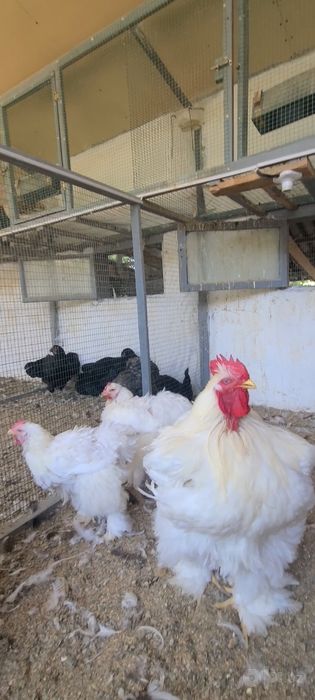 Парода куре продаётсия, белый кохинхин