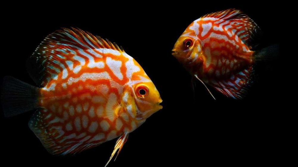 Аквариумная рыбка "Дискус"