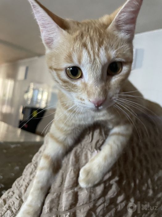 Котенок, 9 месяцев девочка.