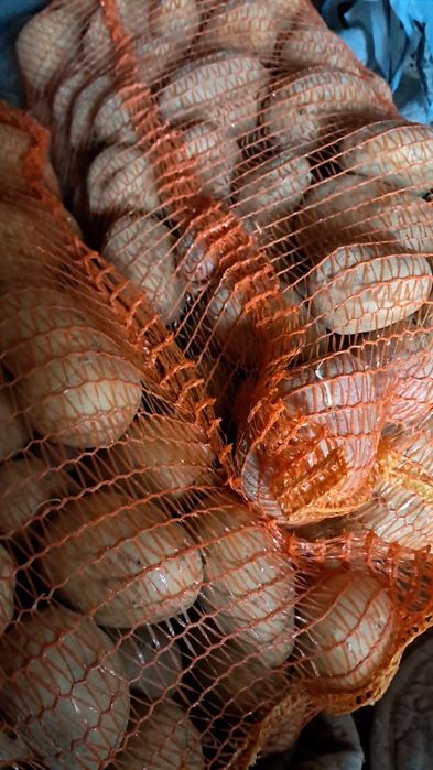 cartofi galbeni soi marabel