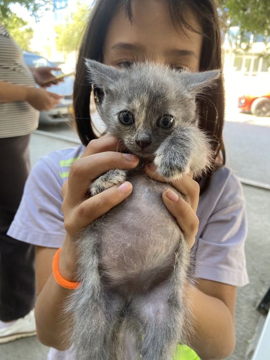 Котенок, мальчик, очень тактильный