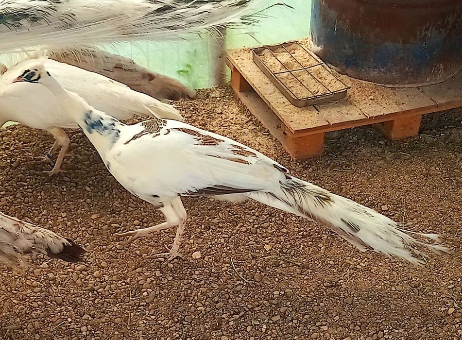 Mascul Paun Silver Dark -Ochi Alb