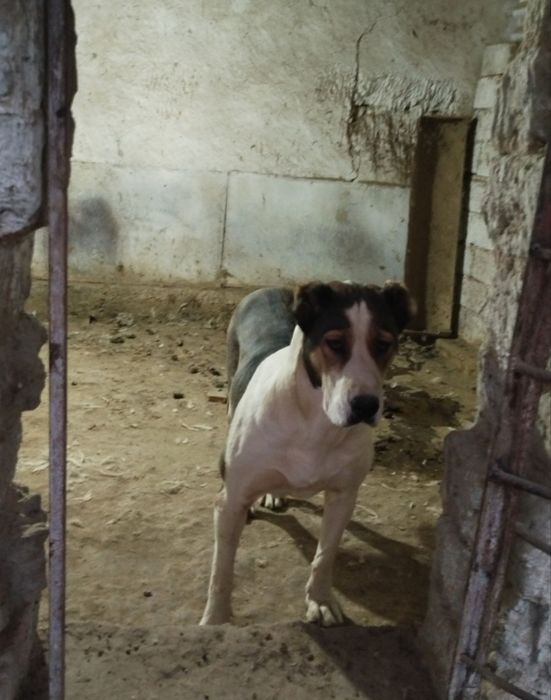 Alabay sotiladi qiziqanlaga