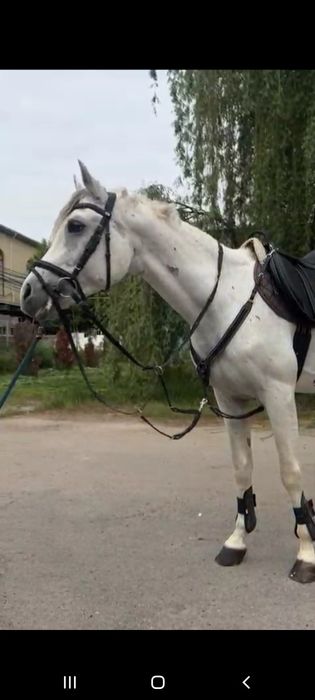 Продам арабского жеребца, коня , лошадь