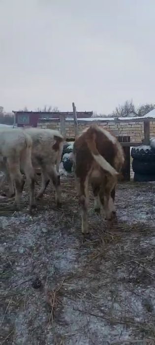 Продам  двух бычков