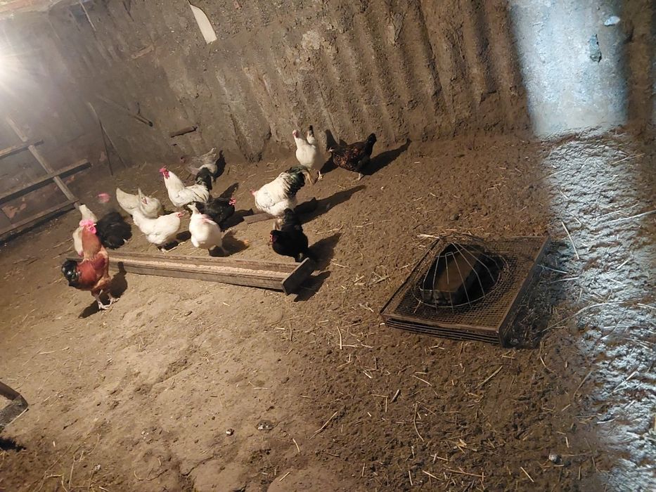 Продам Цесарья Другое