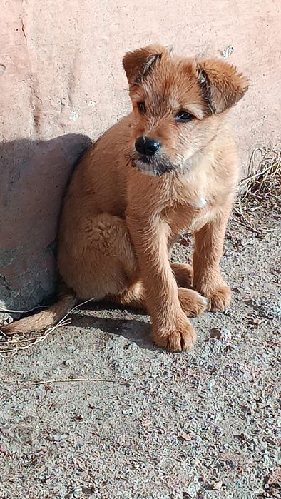 Шикарные  девочки