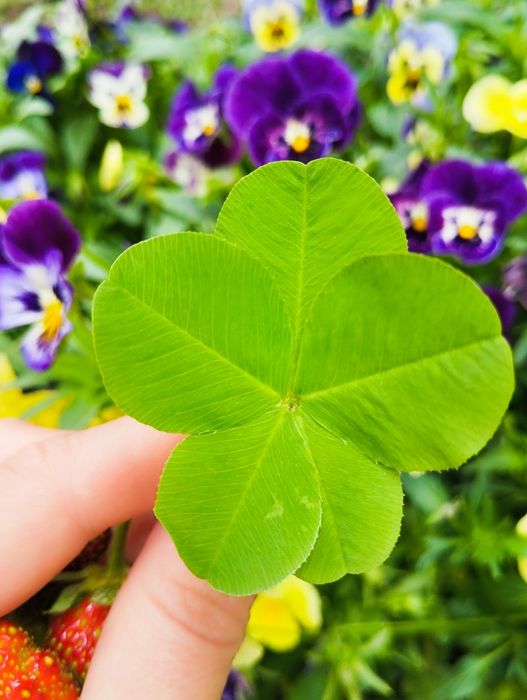 Филодендрон бразил