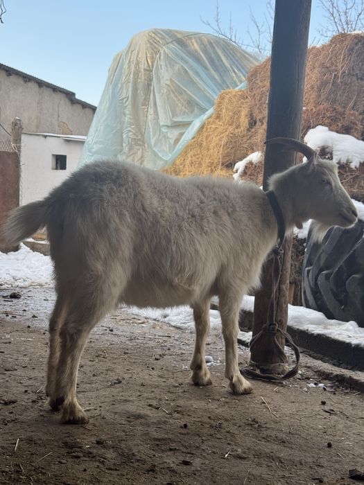 Ешкы 2,5литр сут берген