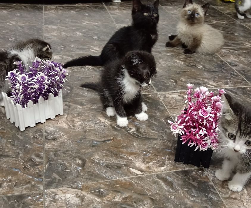 Zotli mushuchala egasini kutvoti