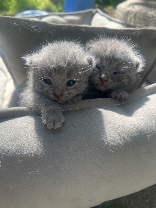 Готовятся котята британские