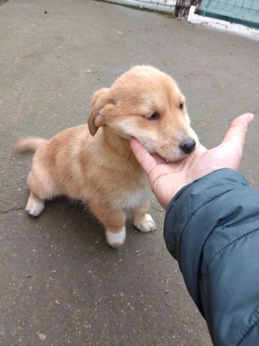 Pui de catel adorabili – oferim spre adoptie!!