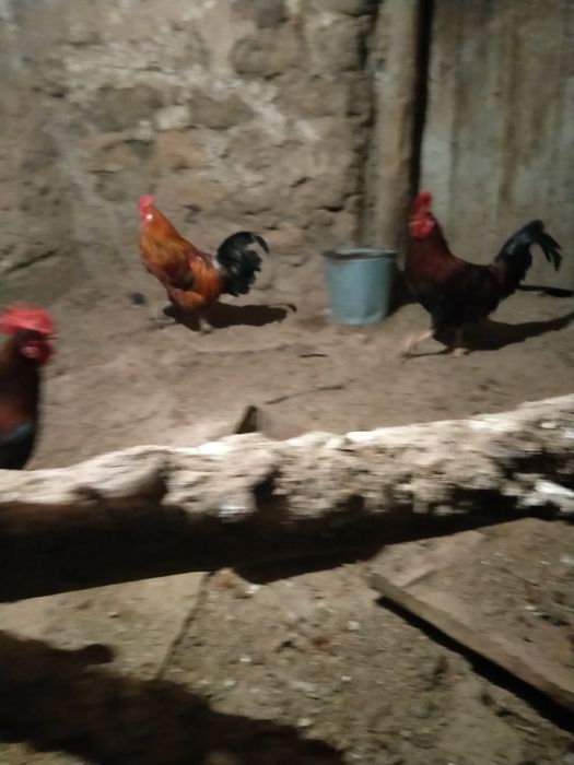 Продажа молодых петухов