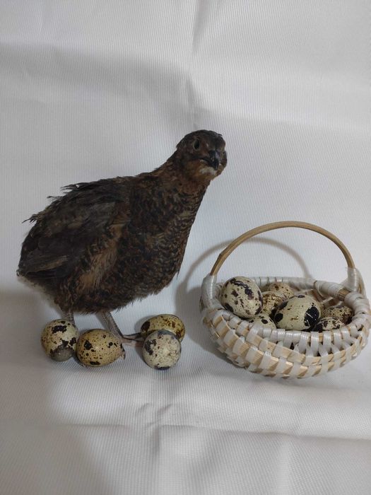 Ouă de prepeliță pentru consum sau incubat.