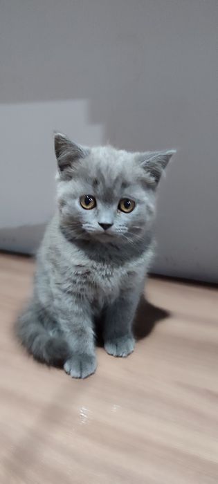 Продам шотландскую девочку.