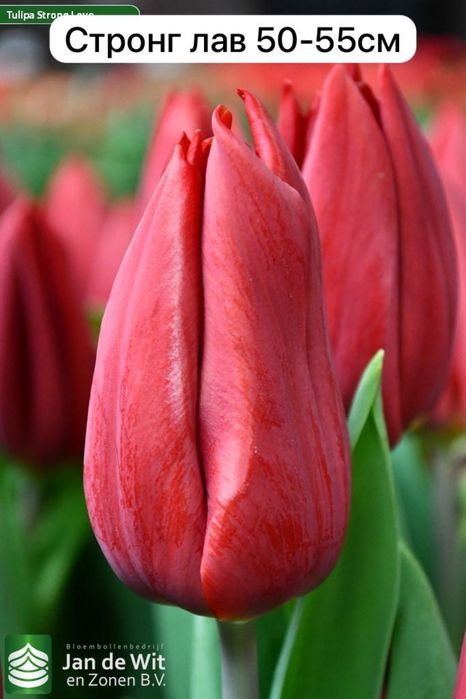 Продаем тюльпаны!!!