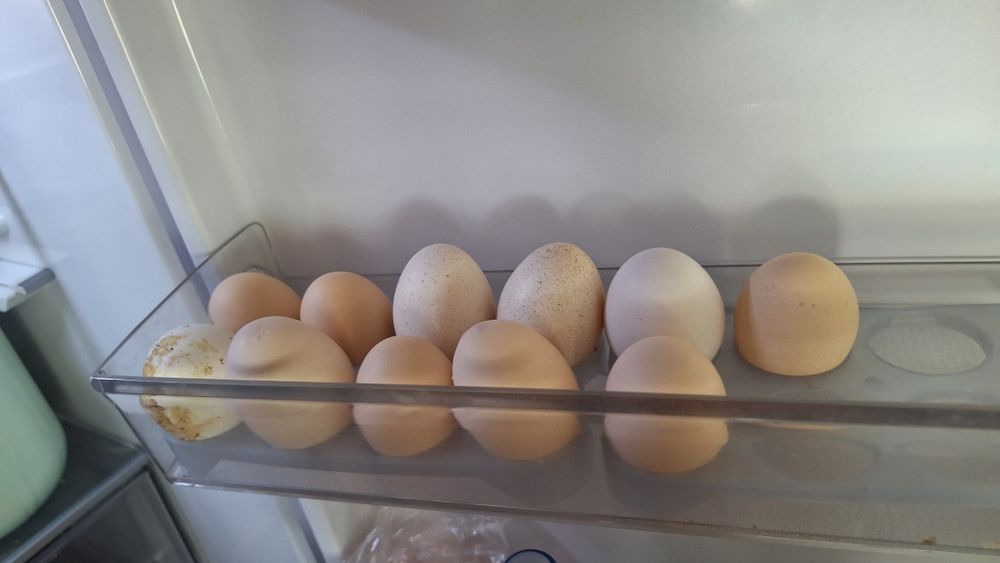 Продам домашних кур несуться все