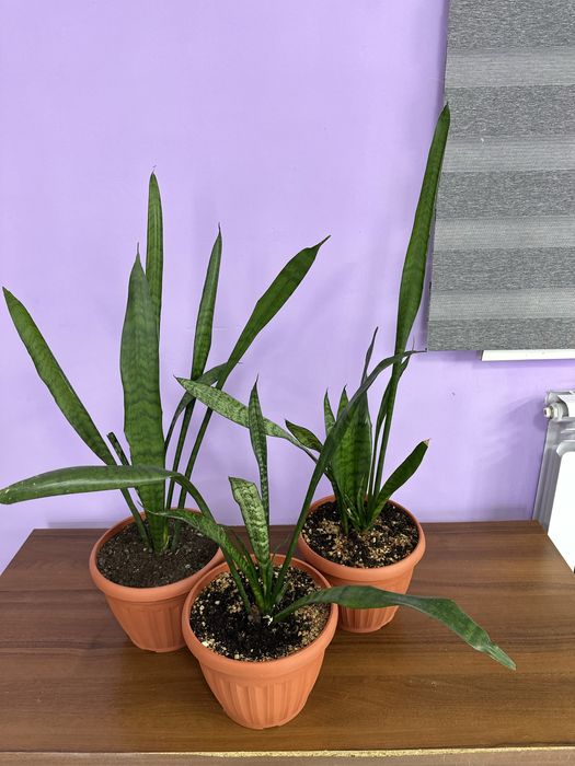 Замиакулькас black и сансевиерия