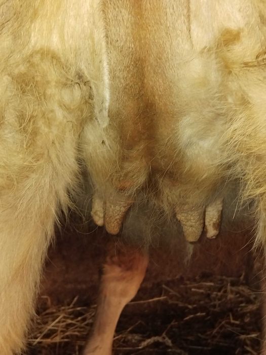 De vanzare junica gestanta in 7 luni