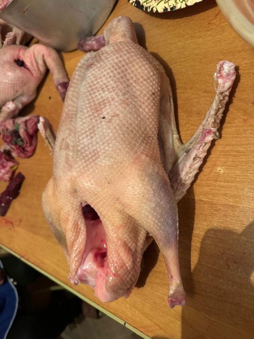 Гусь   домашний.