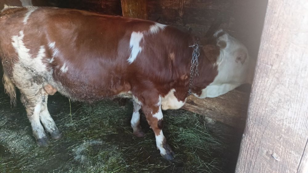 Vând vițel de 7 luni