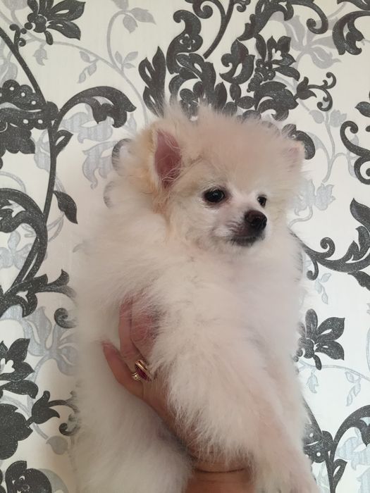 рыжие и белые шпицушки