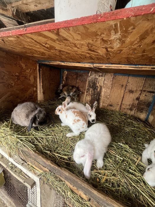 Disponibili Iepurași Rex pitic și Holland Lop ( berbec pitic)