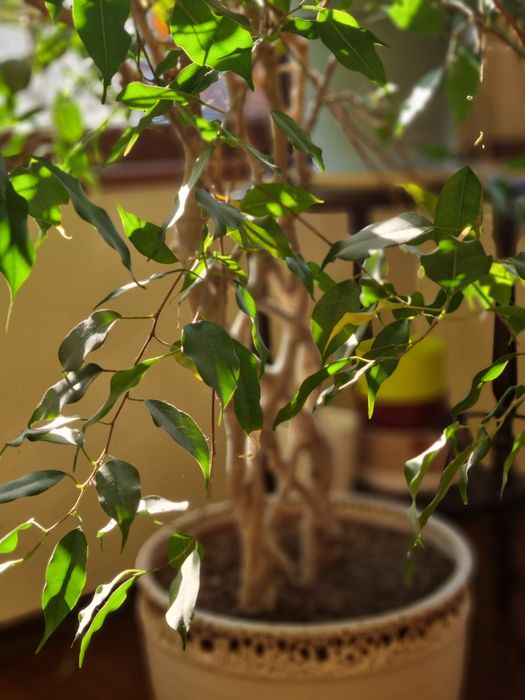 Фикус бенджамин.