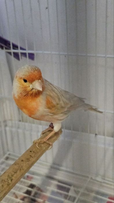 Канарейка сотилади.