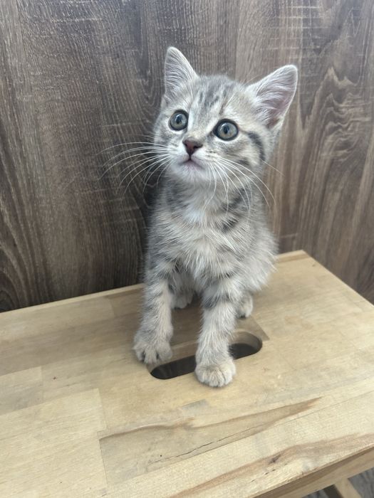 Котенок девочка 2 месяца игривая
