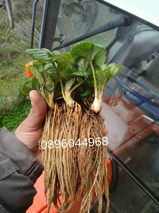 Продавам разсад ягоди и малини