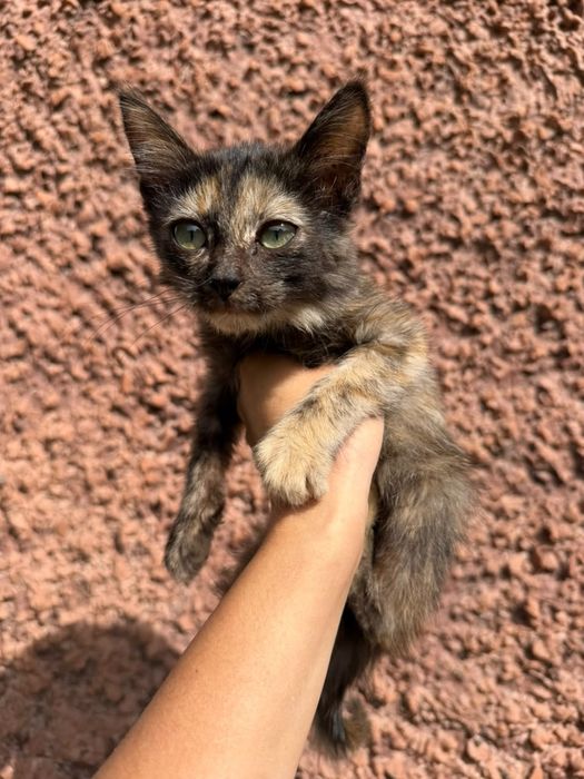 Котята девочки 3 мес Талгар-Алексеевка